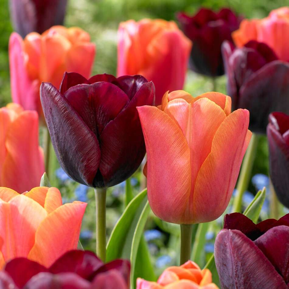 'Hugo' tulpanblandning